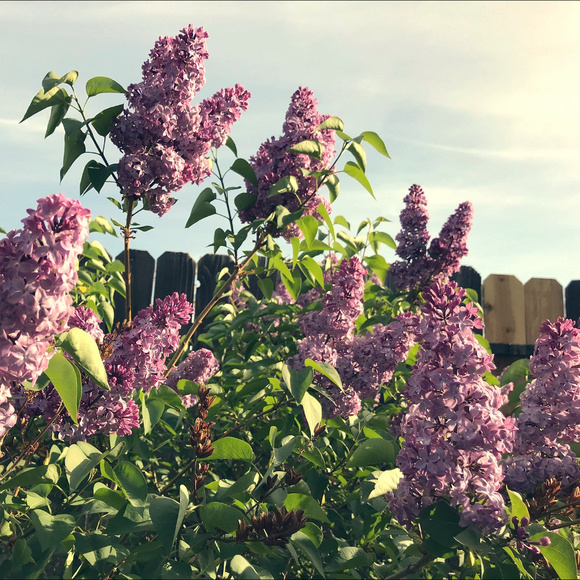 Meet your Posher, Haley - Picture 1 of 1